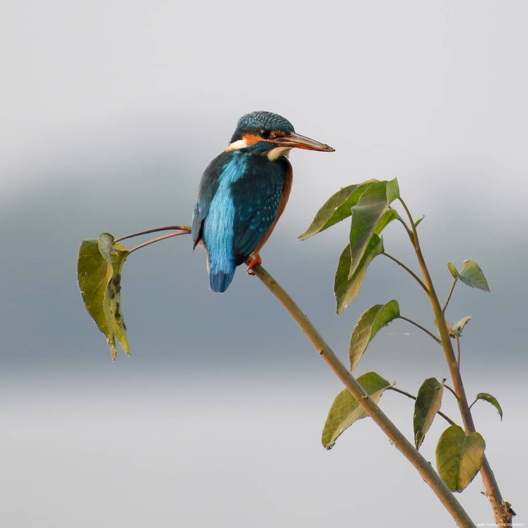 Martin-pêcheur d'Europe - ML203668671