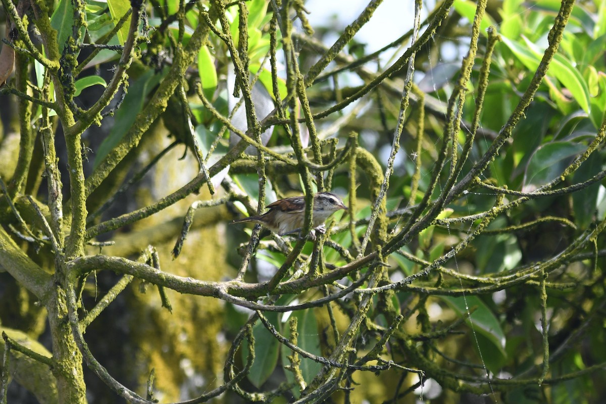 Wren-like Rushbird - Scott M Terry