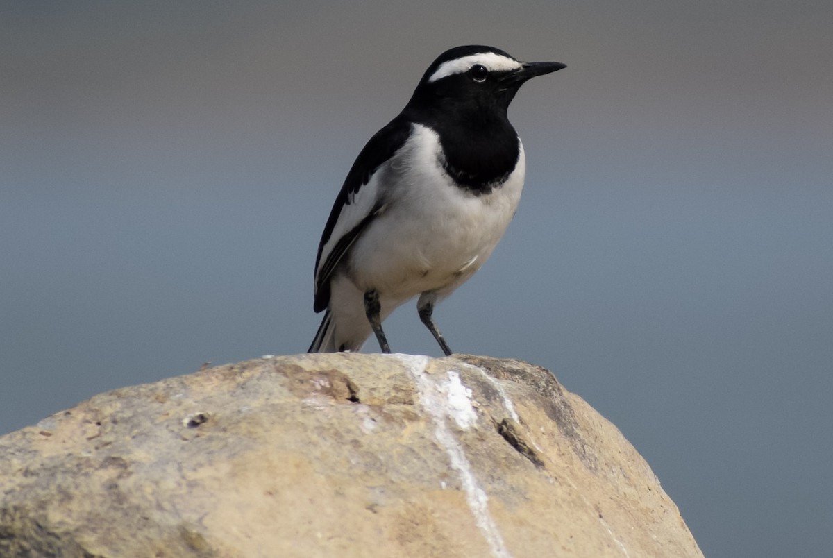 White-browed Wagtail - ML203669181