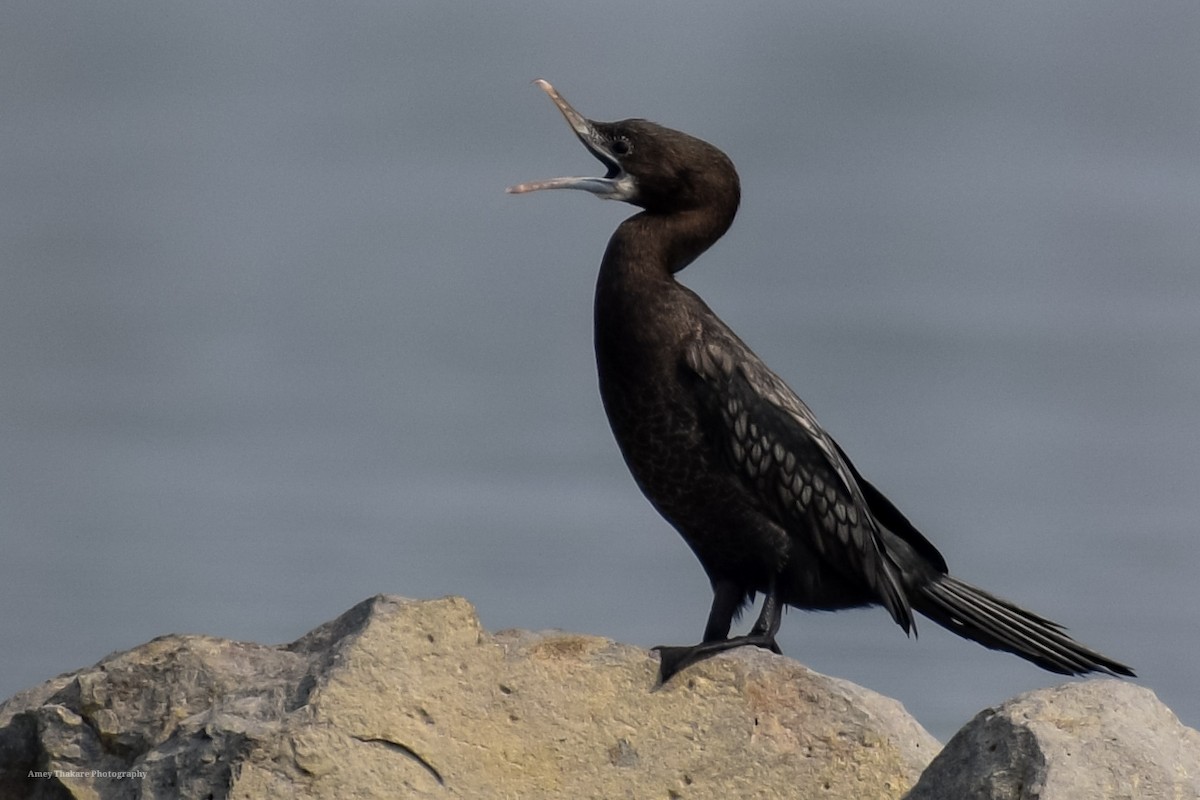 Little Cormorant - ML203669501