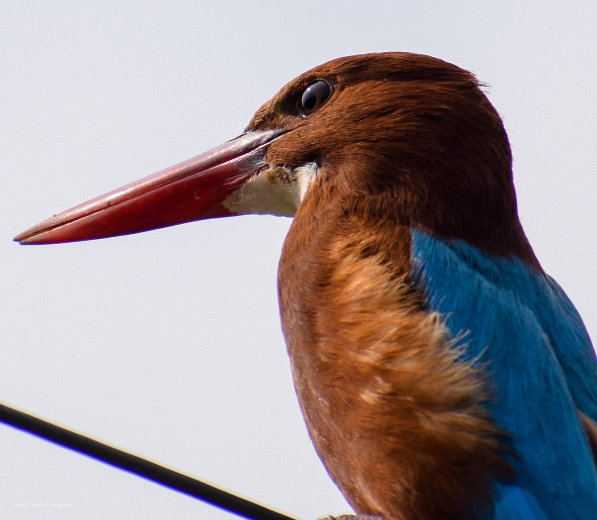 ledňáček hnědohlavý - ML203669831