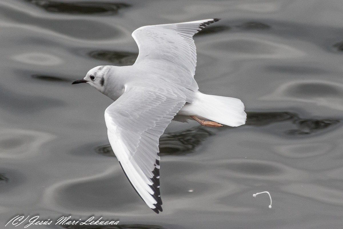 Bonaparte's Gull - Jesús Mari Lekuona Sánchez