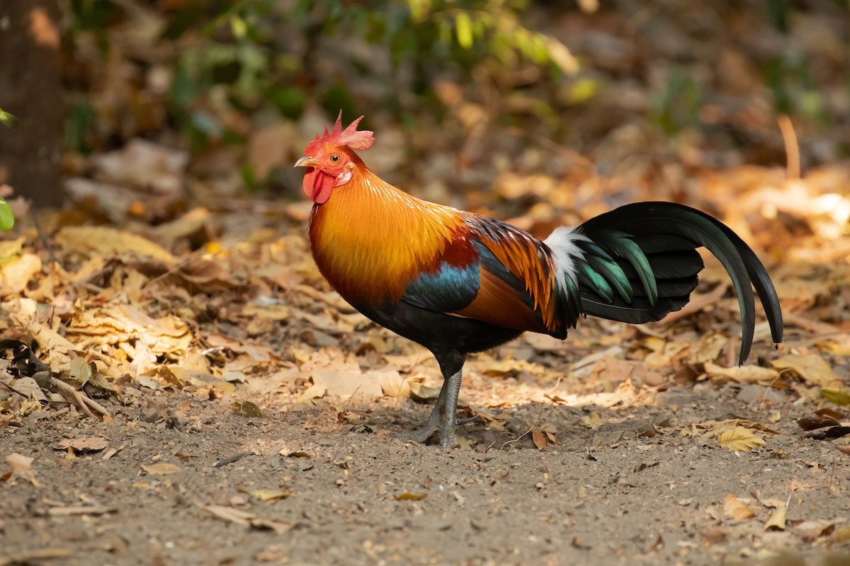 Red Junglefowl - Dorian Anderson
