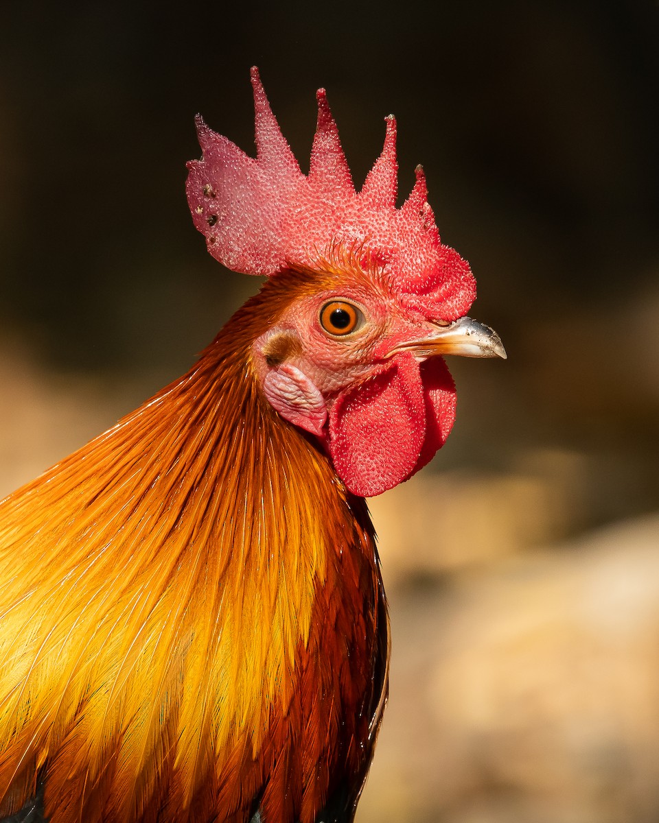 Red Junglefowl - Dorian Anderson