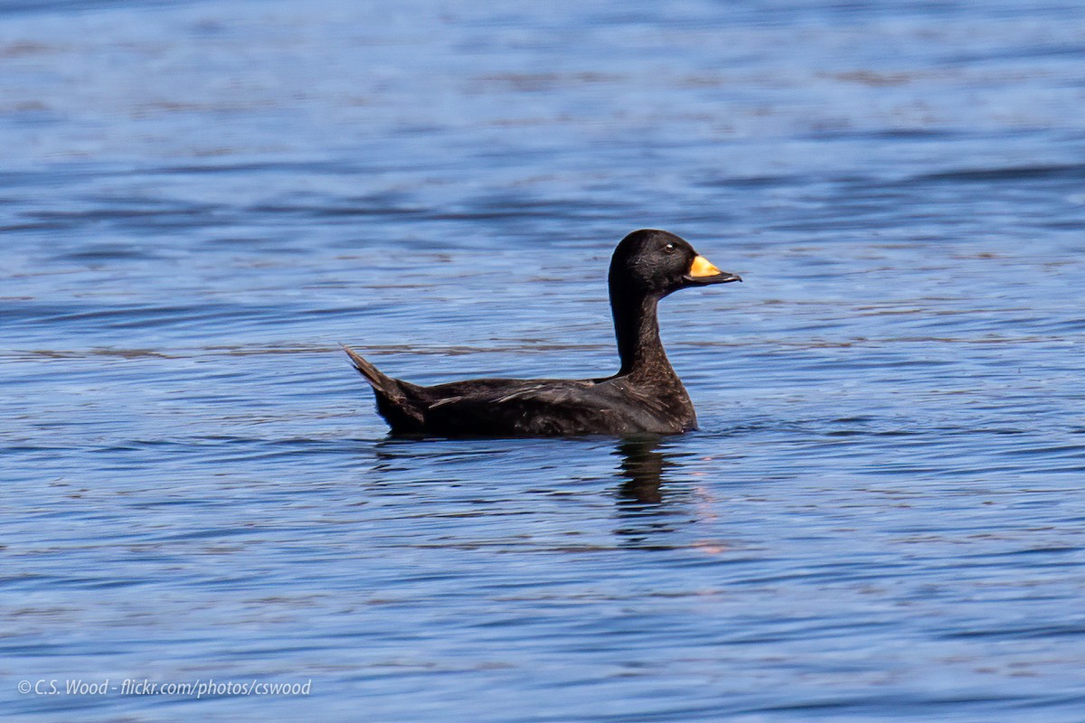 Black Scoter - Chris S. Wood