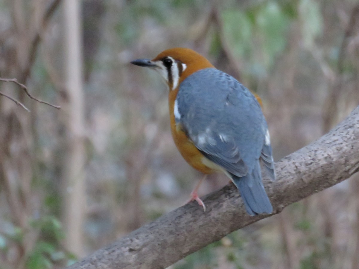 Orange-headed Thrush (White-throated) - ML203672441