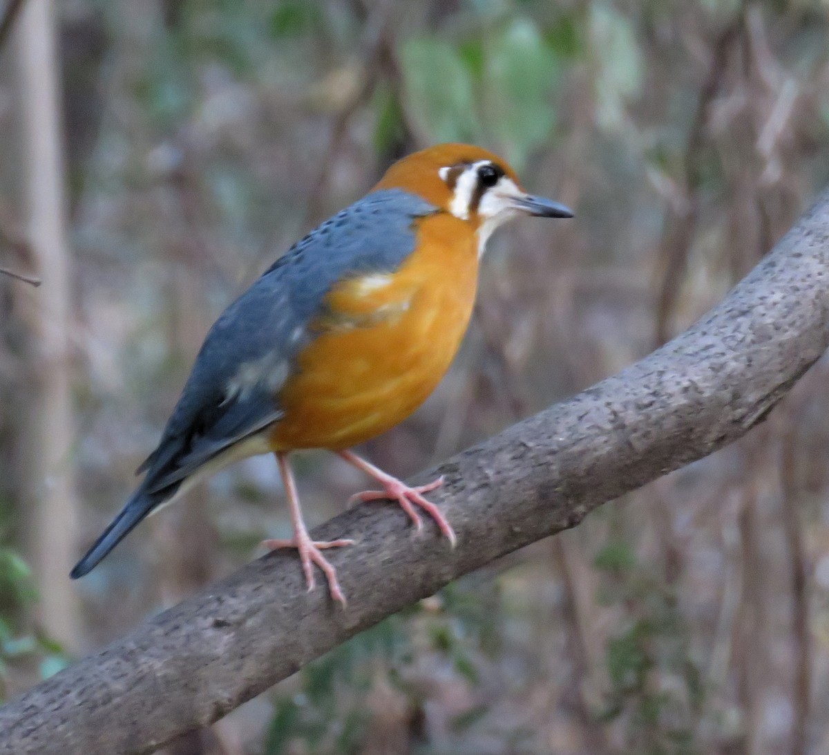 Orange-headed Thrush (White-throated) - ML203672461