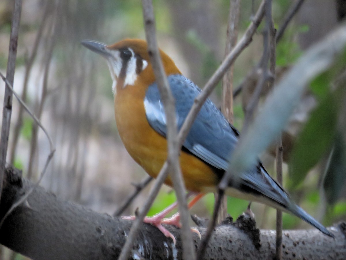 Orange-headed Thrush (White-throated) - ML203672471