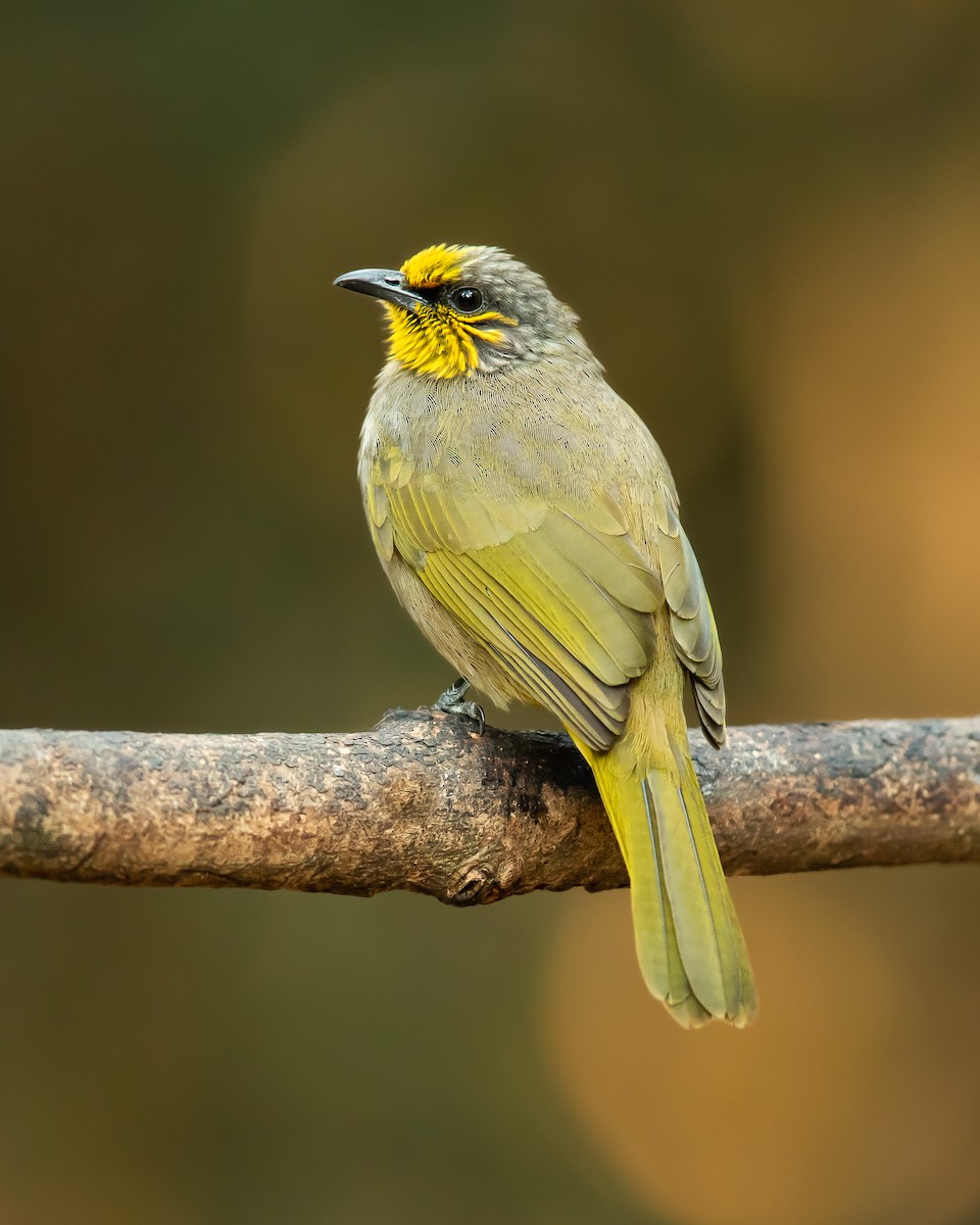 Stripe-throated Bulbul - Dorian Anderson