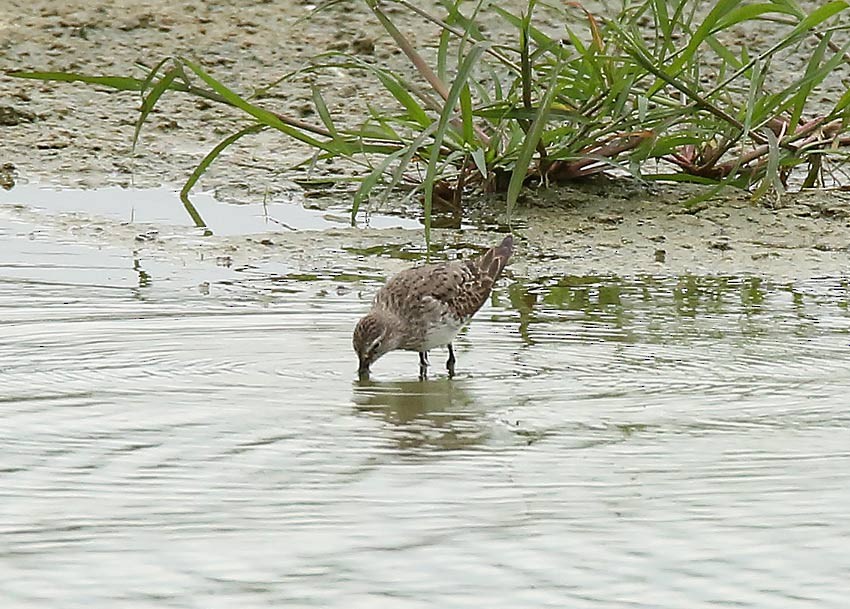 White-rumped Sandpiper - ML20367461