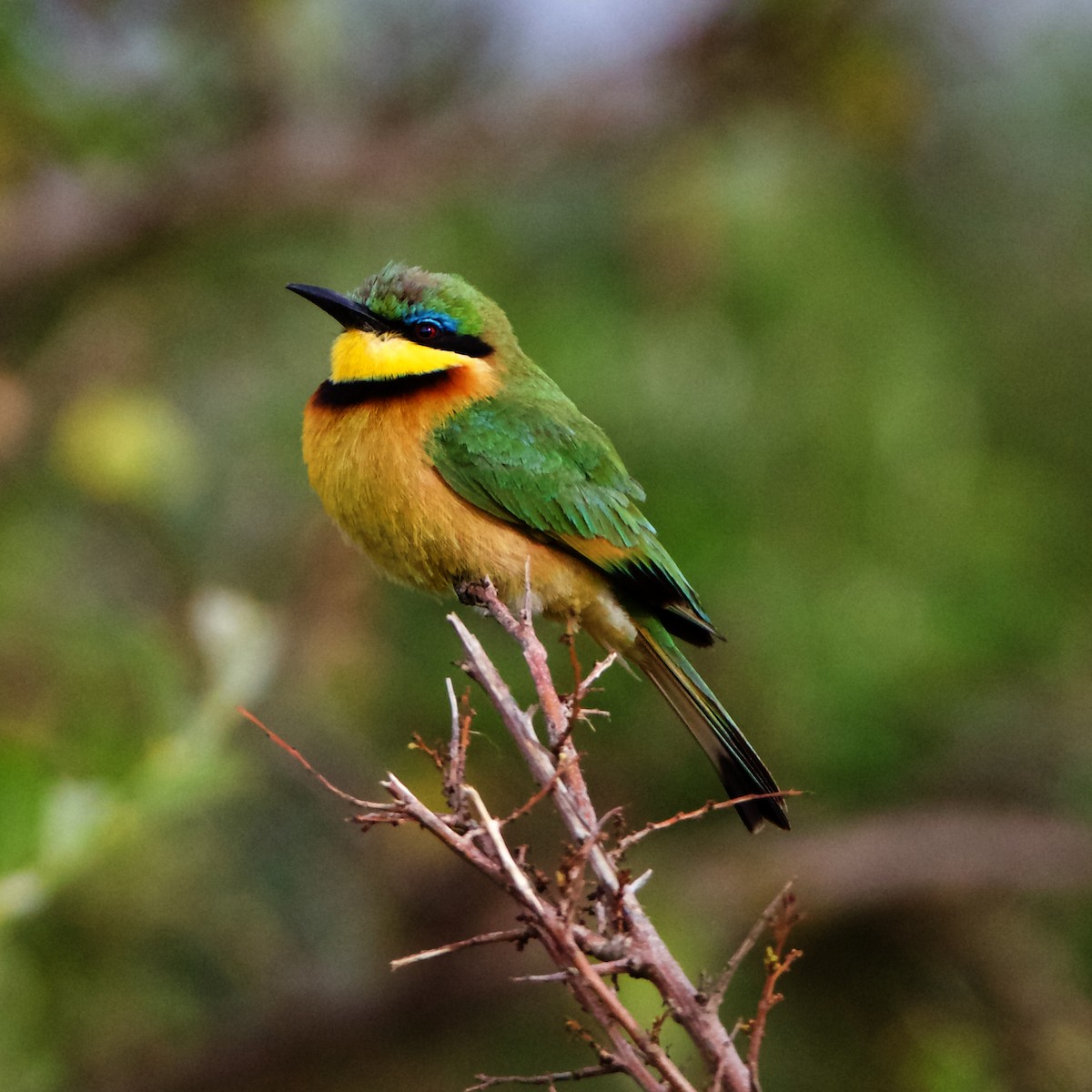 Little Bee-eater - ML203674801