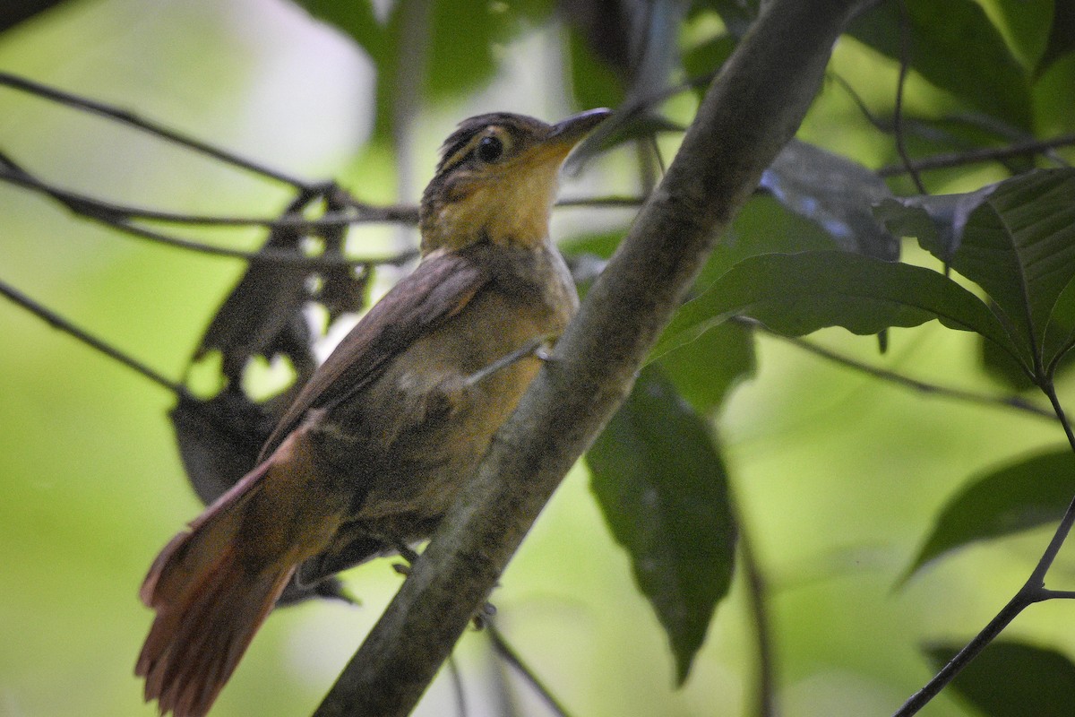 Fawn-throated Foliage-gleaner - ML203675041