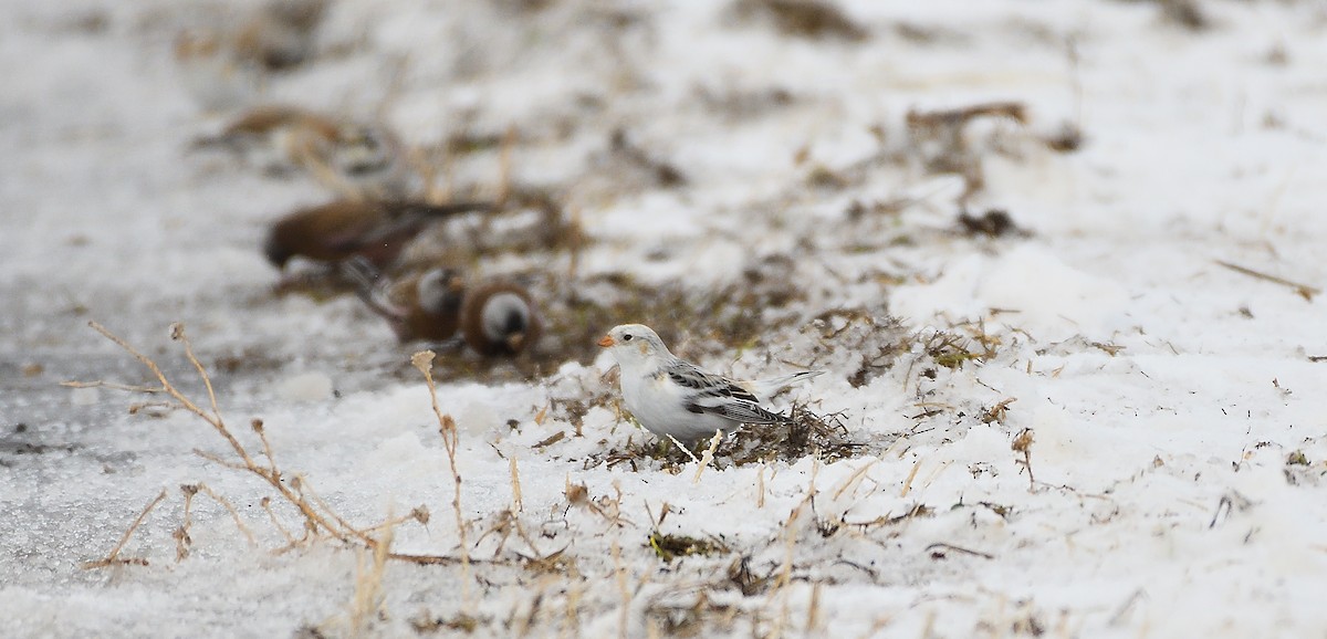 Snow Bunting - ML203675181