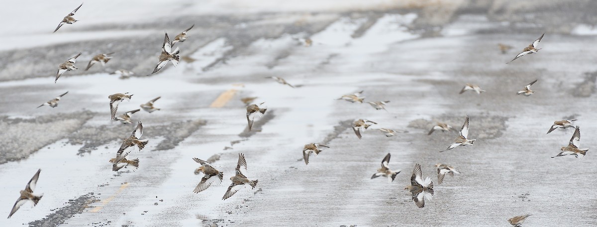 Snow Bunting - ML203675301