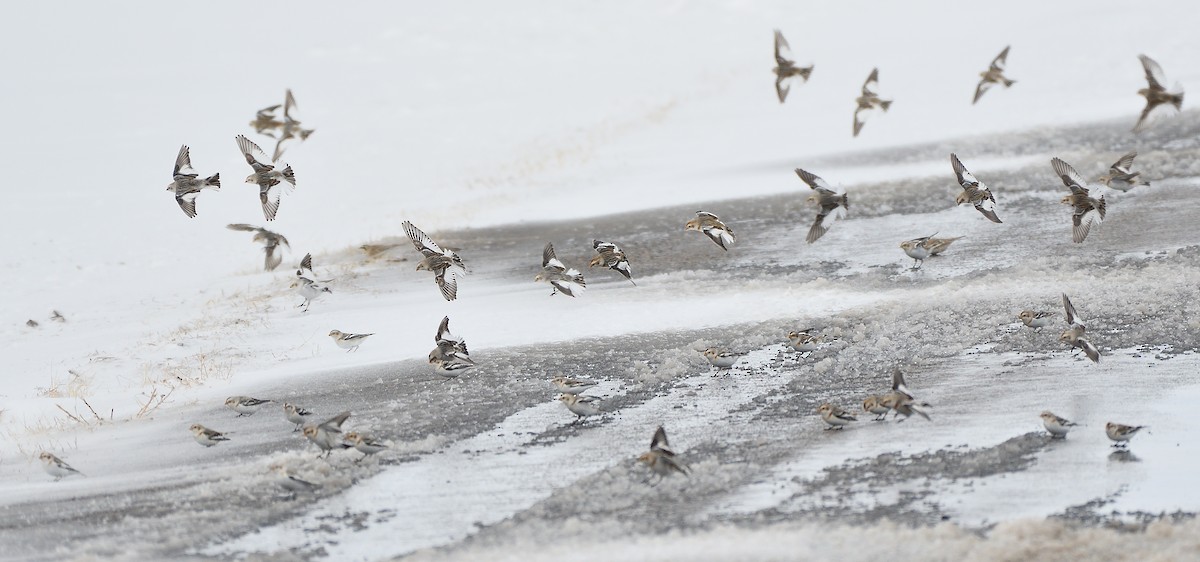 Snow Bunting - Steve Butterworth