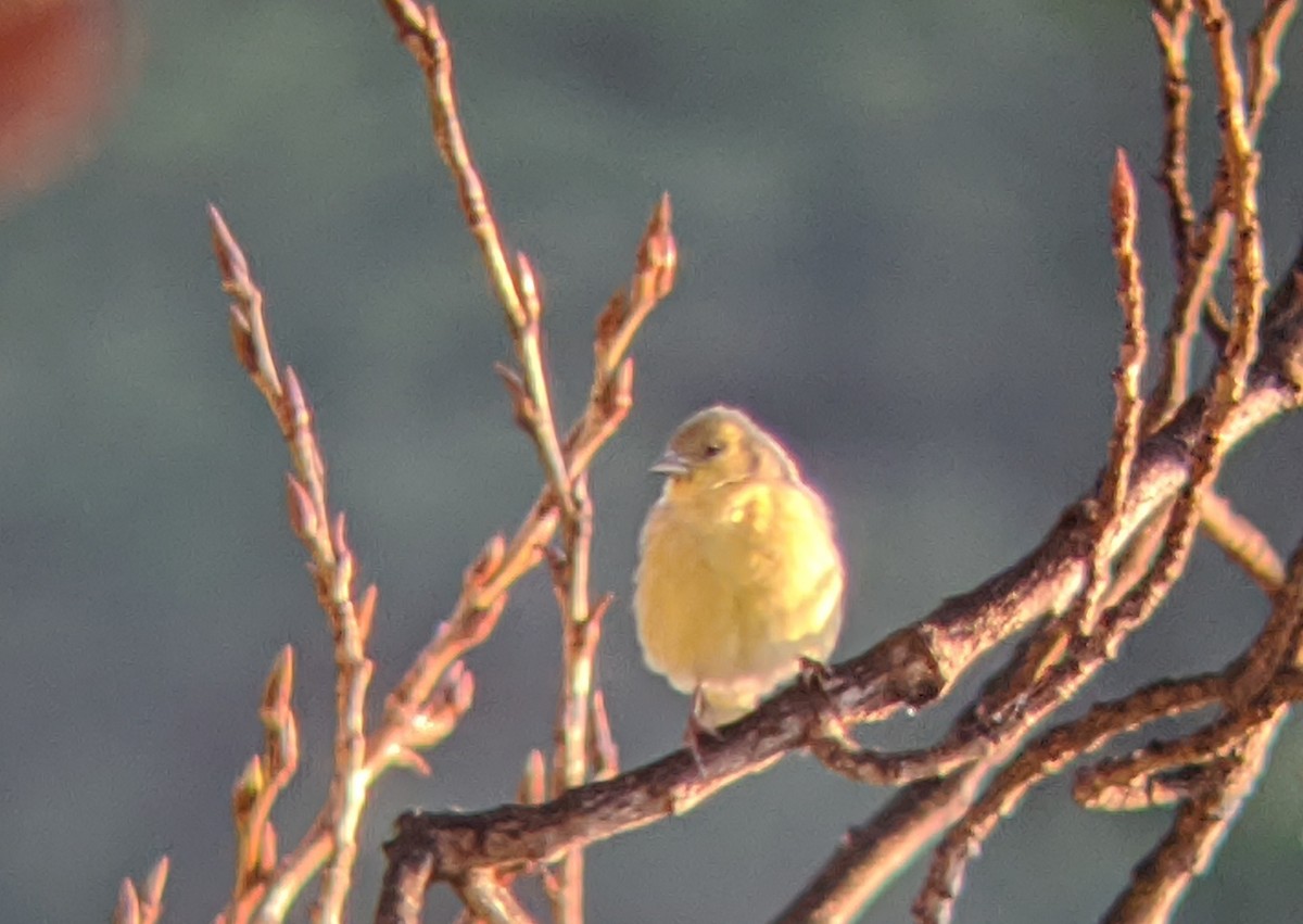 Lesser Goldfinch - ML203676631