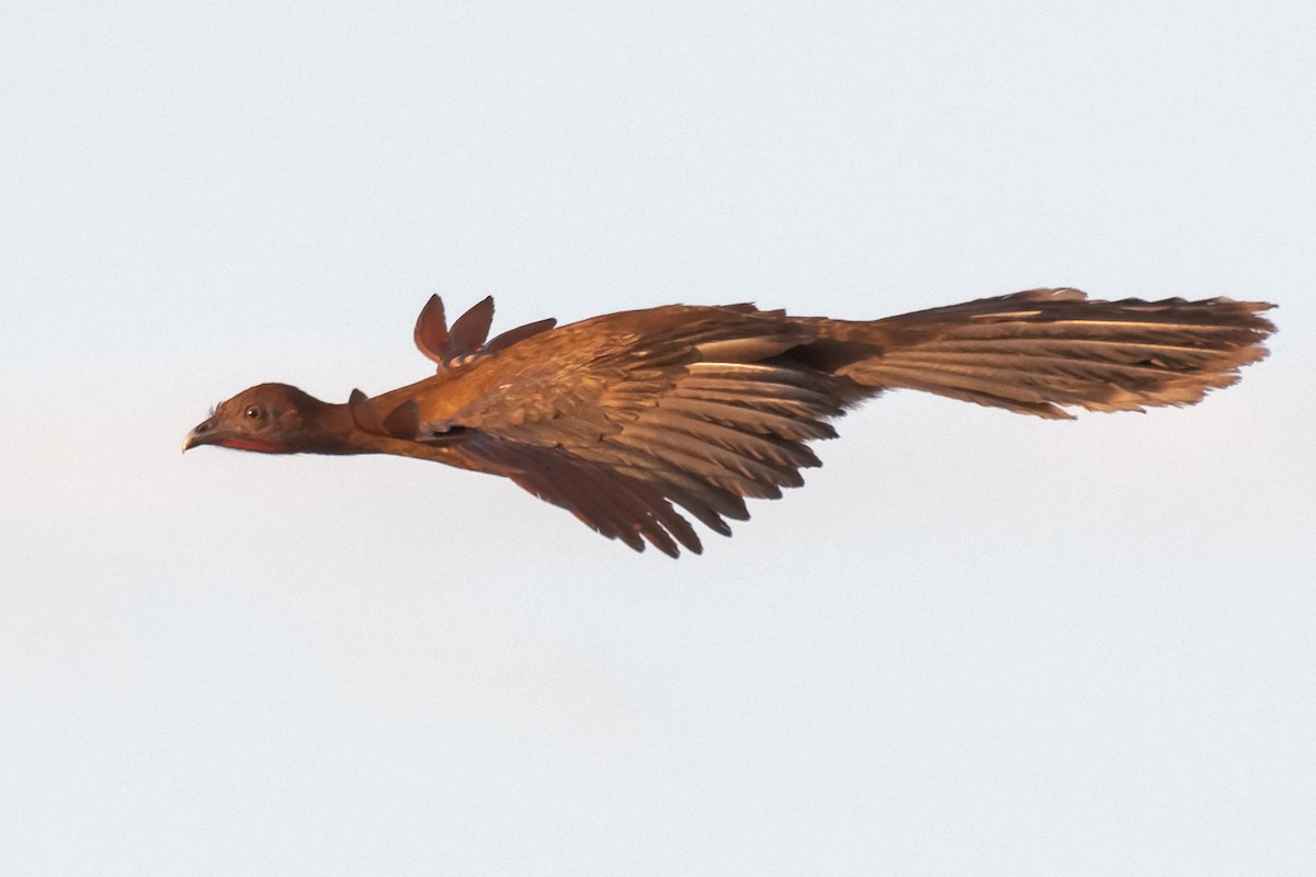 Chachalaca Alirroja - ML203677401