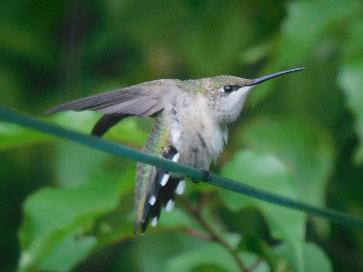 Ruby-throated Hummingbird - Marylene Lacasse