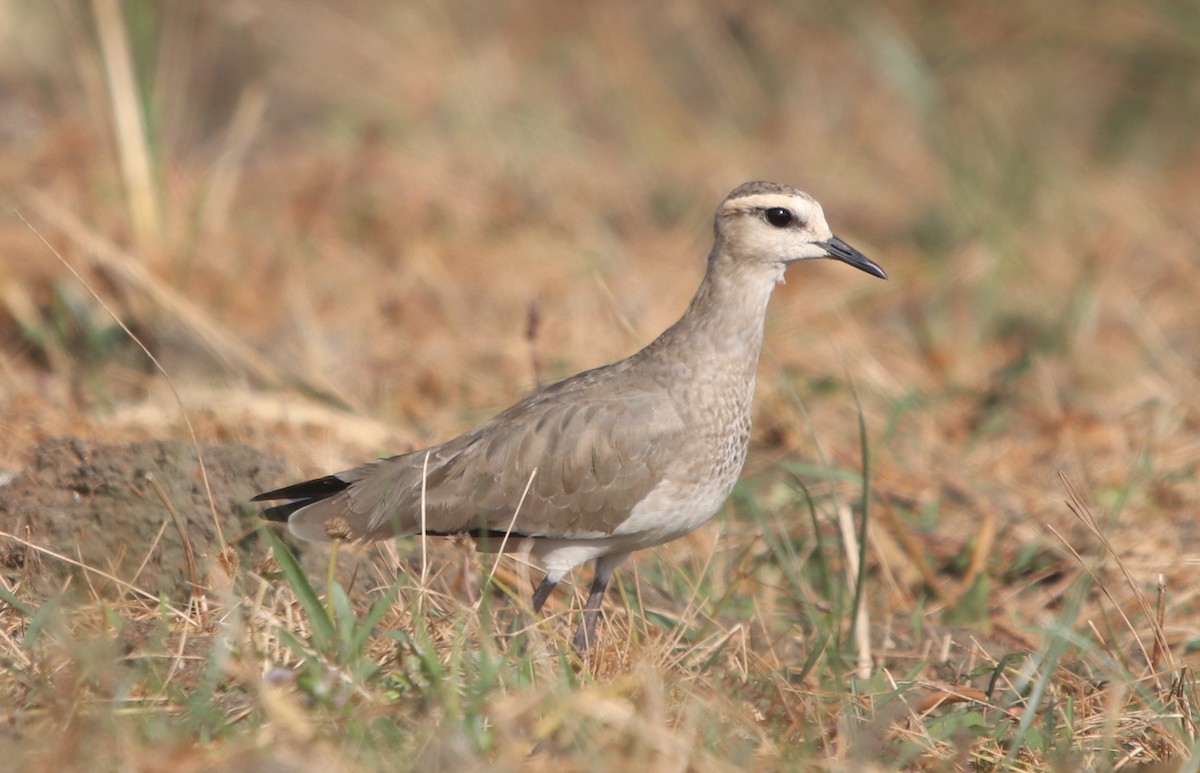 Sociable Lapwing - ML203677761