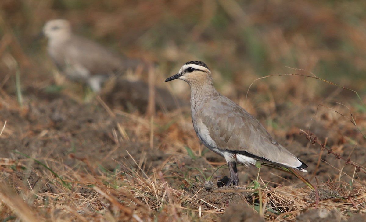 Sociable Lapwing - ML203677771