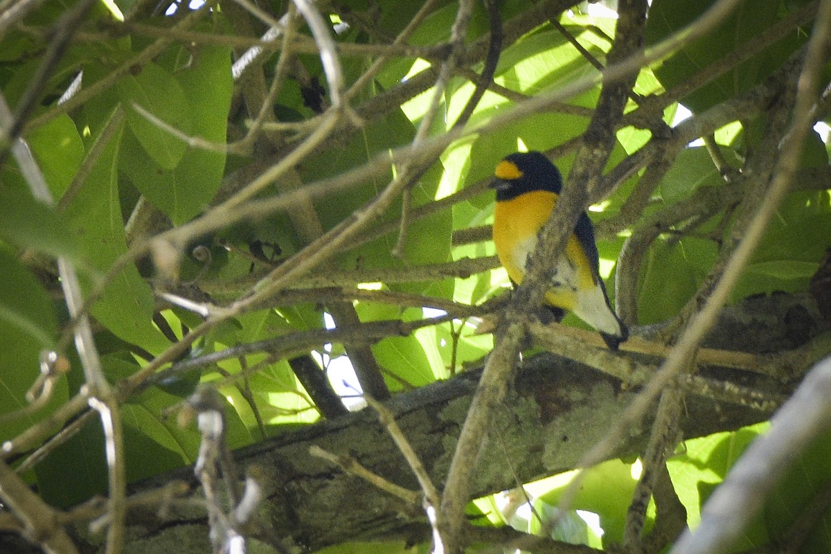 White-vented Euphonia - ML203678311