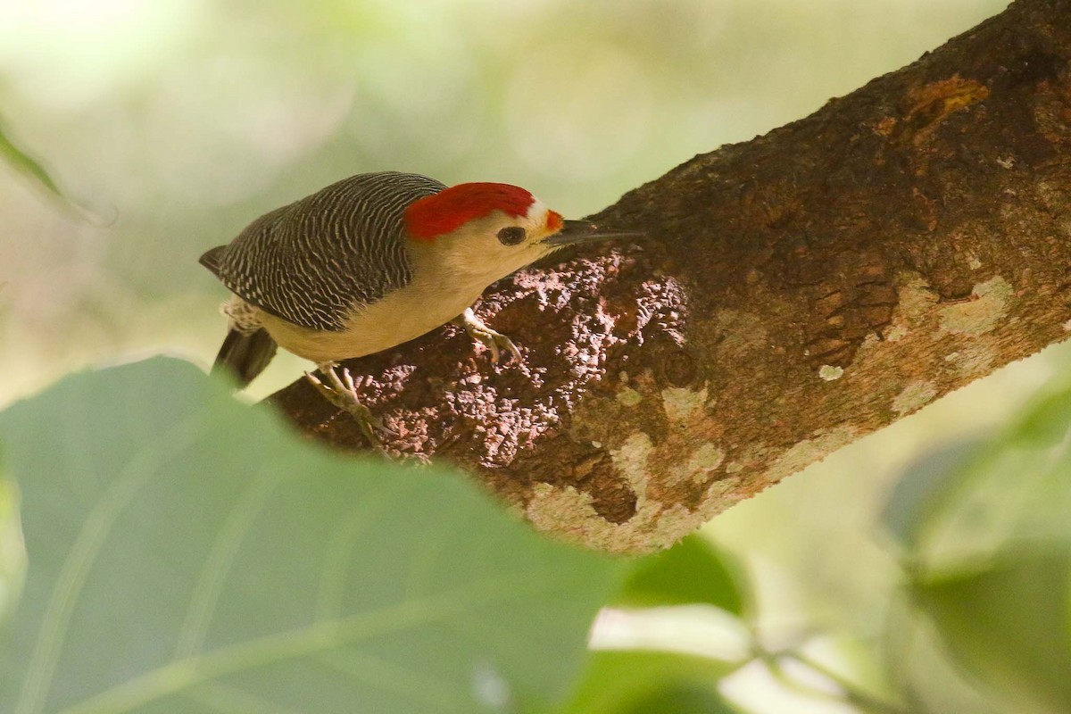 Golden-fronted Woodpecker (Velasquez's) - Michael O'Brien