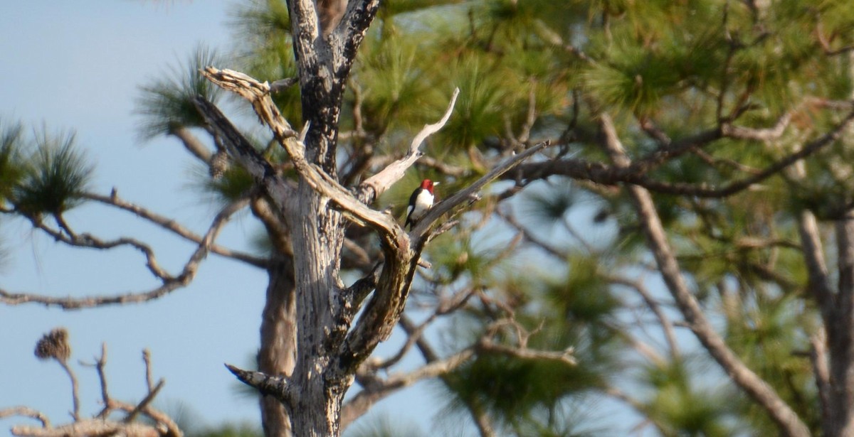 Red-headed Woodpecker - ML203680031