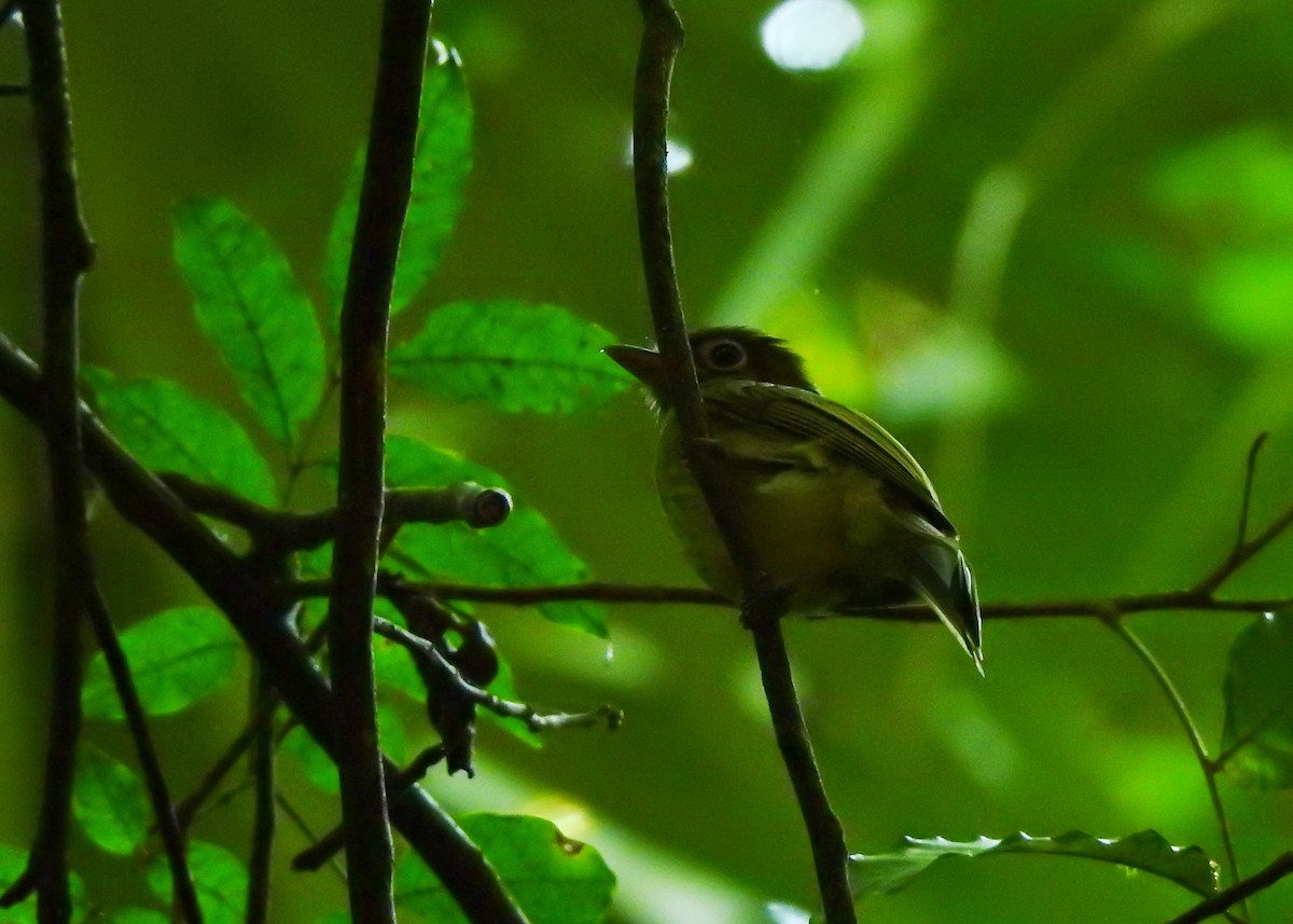 Eye-ringed Flatbill - ML203680201