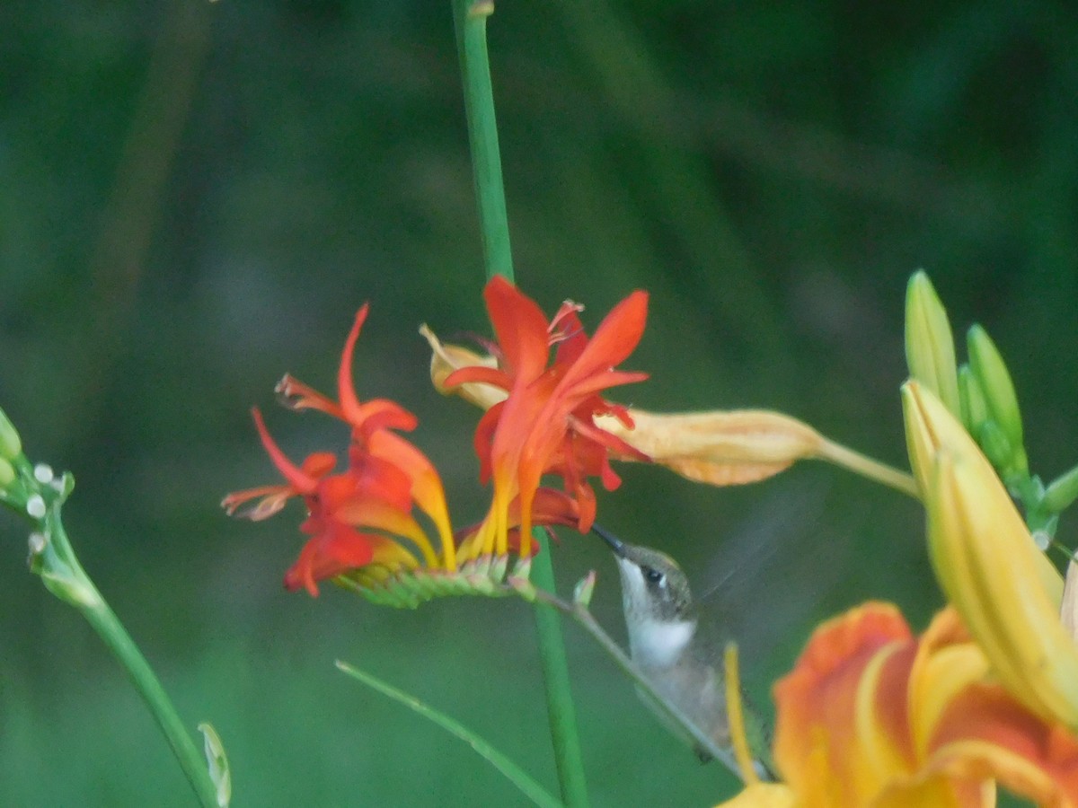 Ruby-throated Hummingbird - Marylene Lacasse