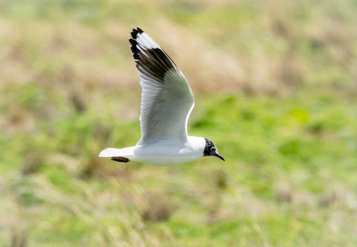 Andean Gull - ML203681301