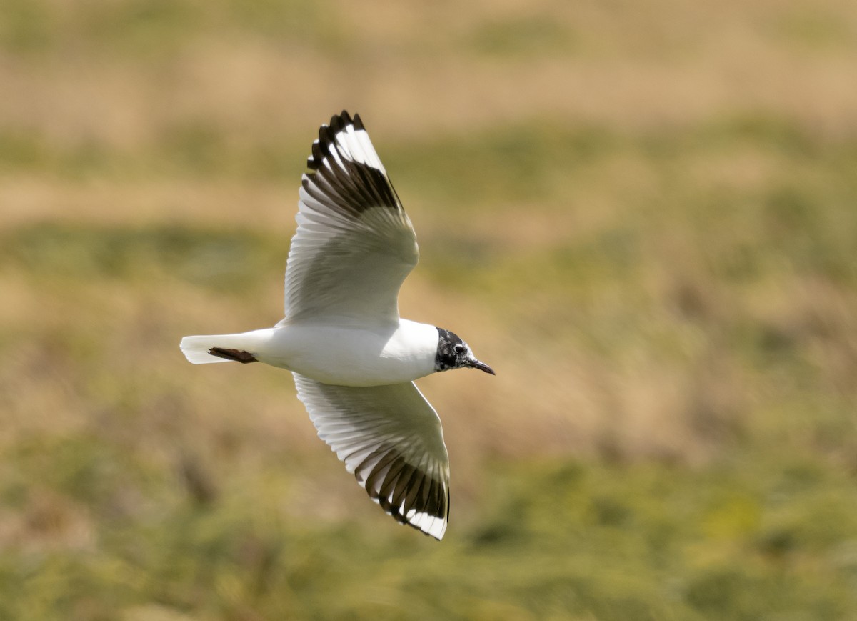 Andean Gull - ML203681331