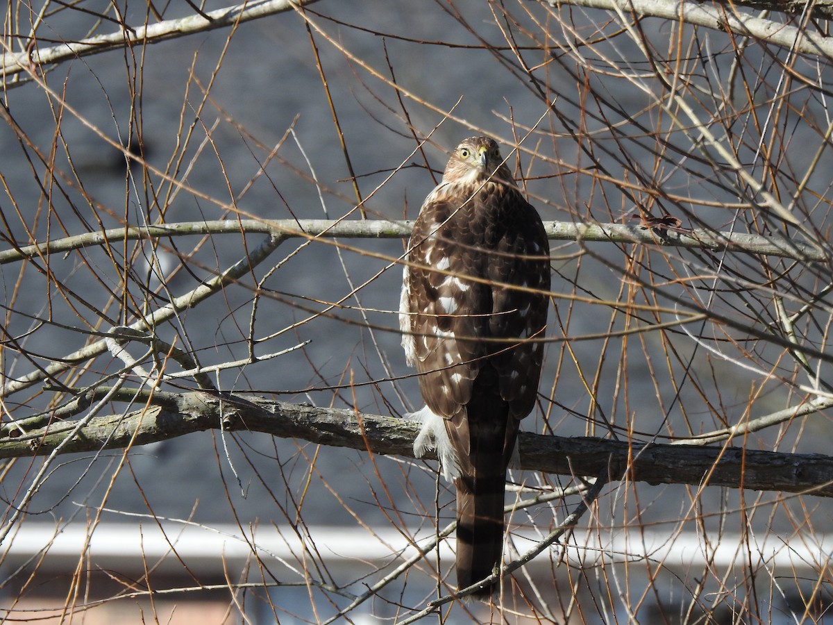 Sharp-shinned Hawk - ML203682851