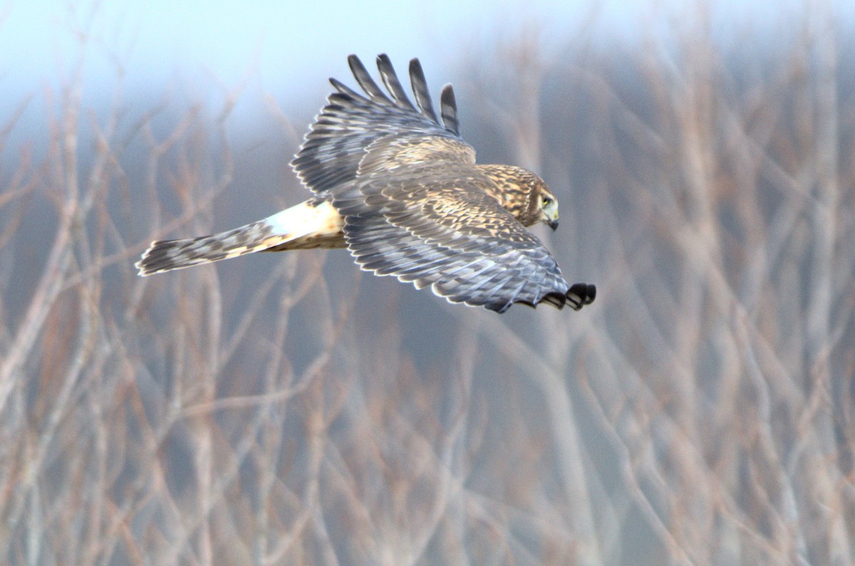Northern Harrier - ML203685011
