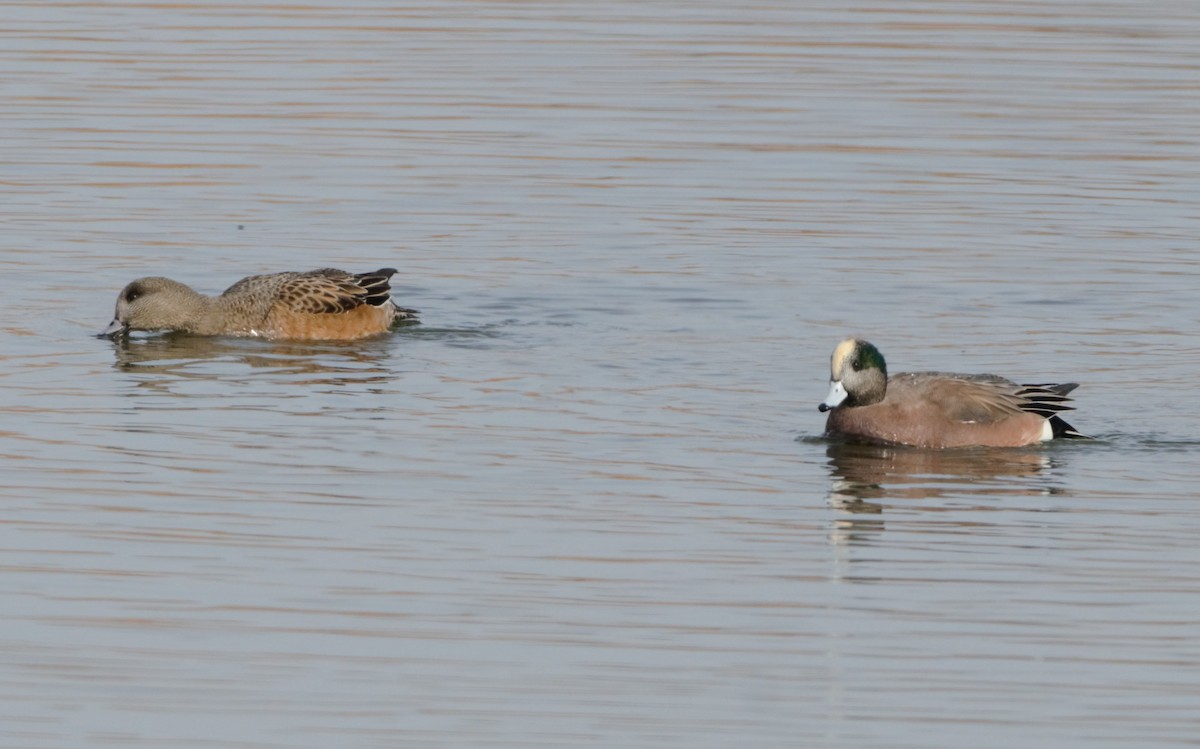 American Wigeon - ML203685051