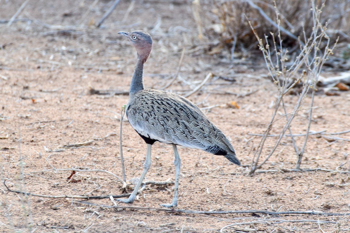 Buff-crested Bustard - ML203685751