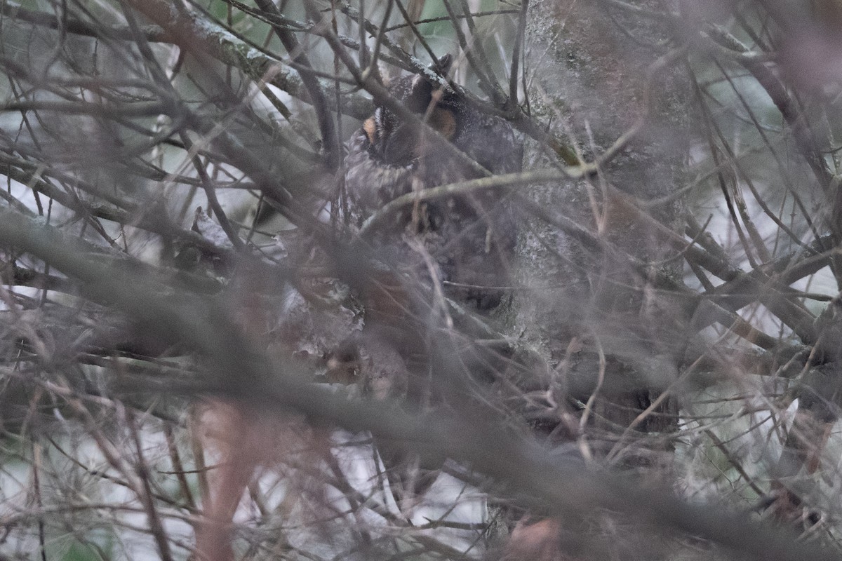 Long-eared Owl - ML203686381