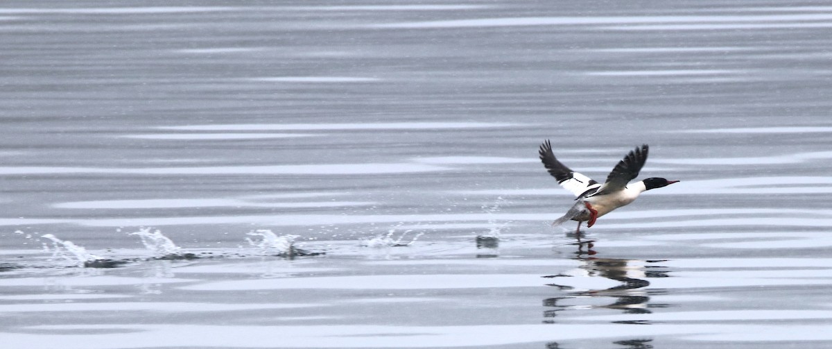 Common Merganser - ML203688321