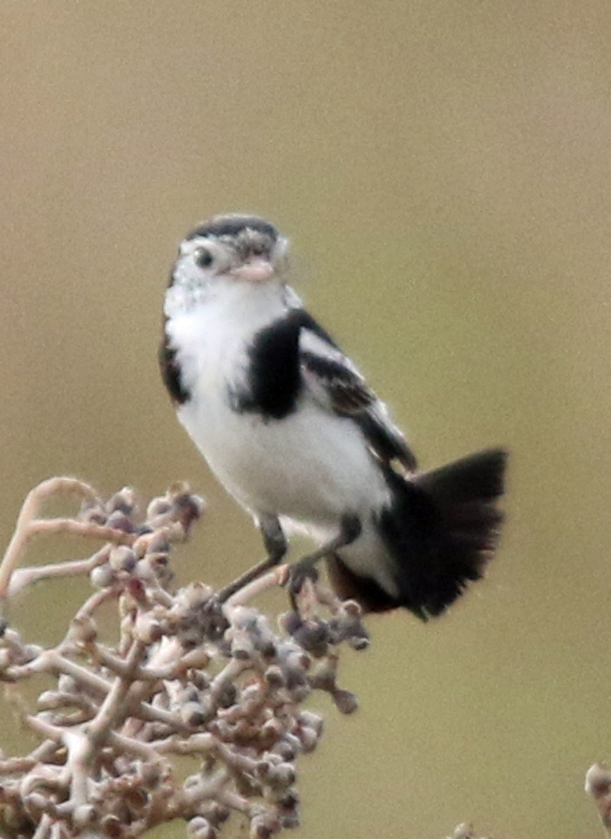 Cock-tailed Tyrant - ML203688541