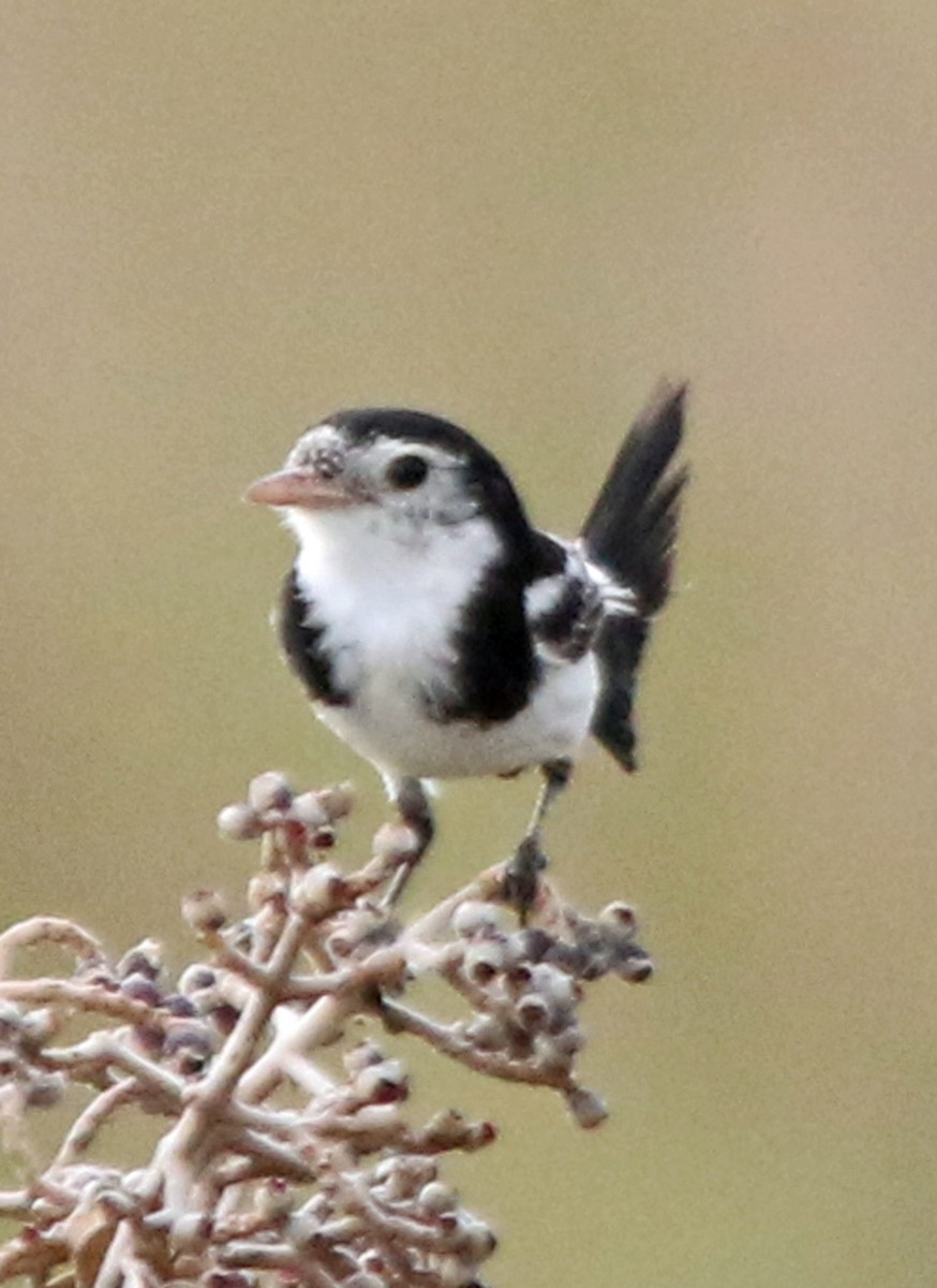 Cock-tailed Tyrant - ML203688551