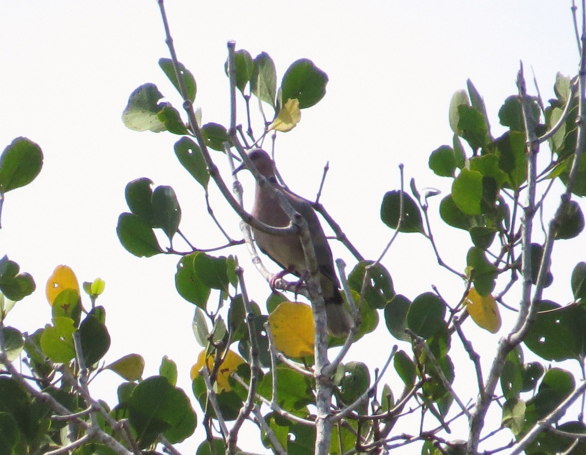 Sunda Collared-Dove - Bruno Durand