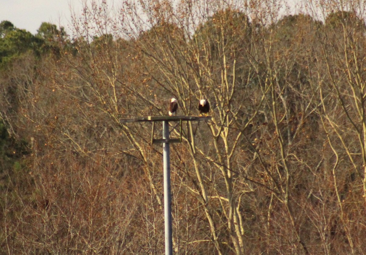 Bald Eagle - ML203690901