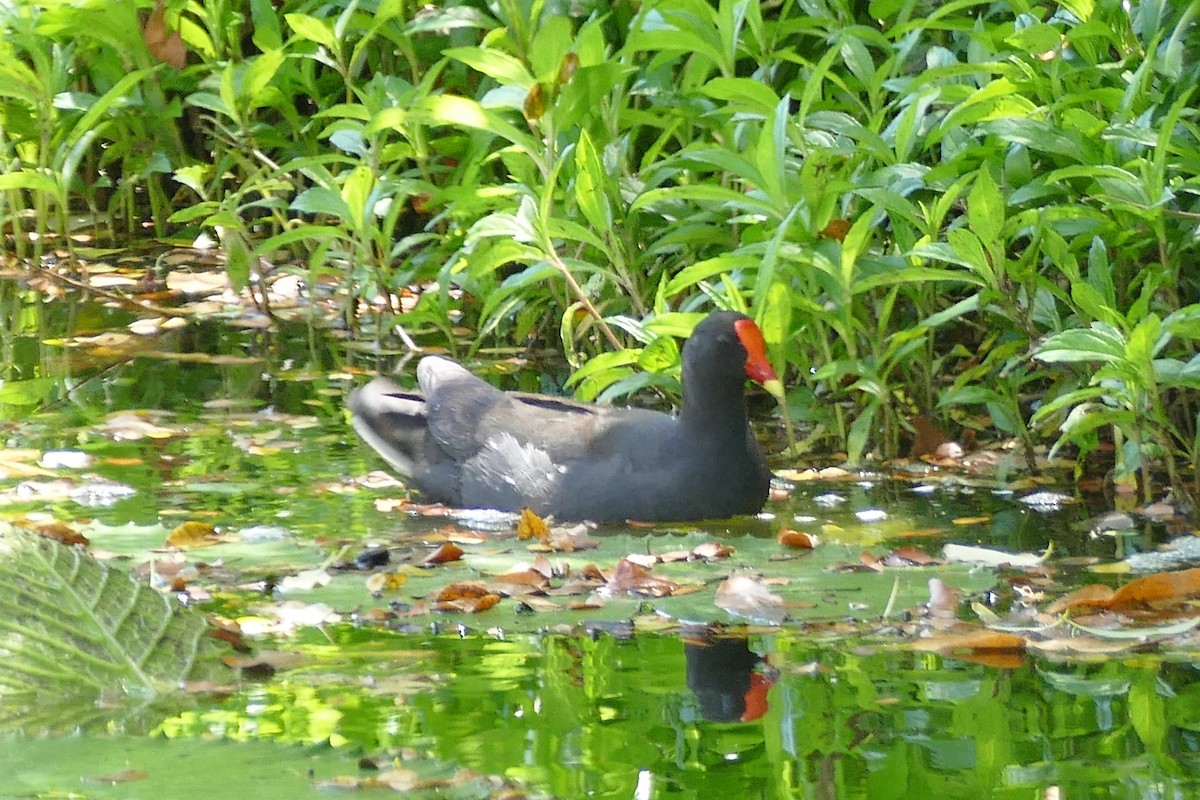 Dusky Moorhen - ML203691221