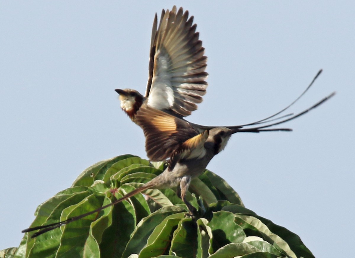 Streamer-tailed Tyrant - William Parkin