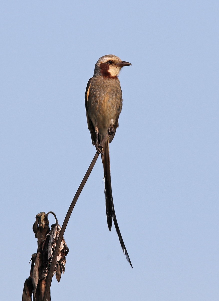 Streamer-tailed Tyrant - William Parkin