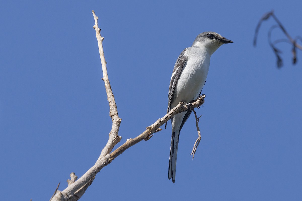 Ashy Minivet - ML20369971