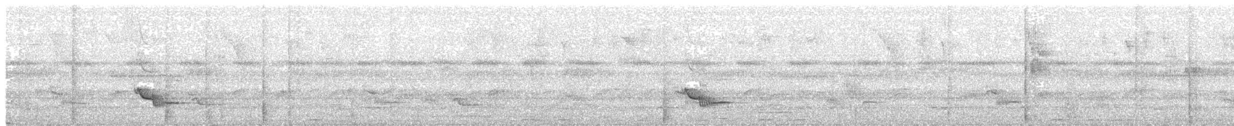 Rotfußdrossel (ardosiaceus/albiventris) - ML203701521