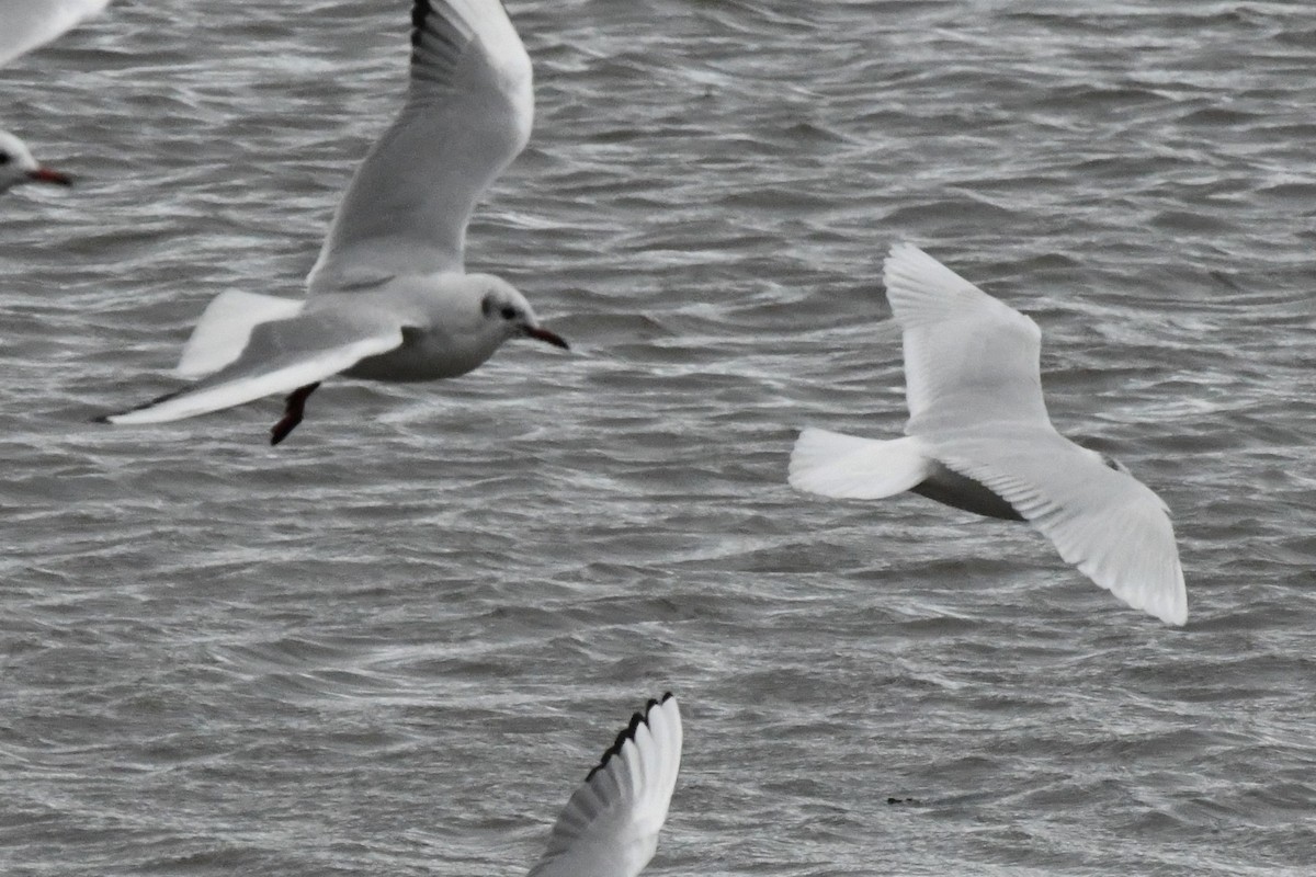 Mediterranean Gull - ML203701881