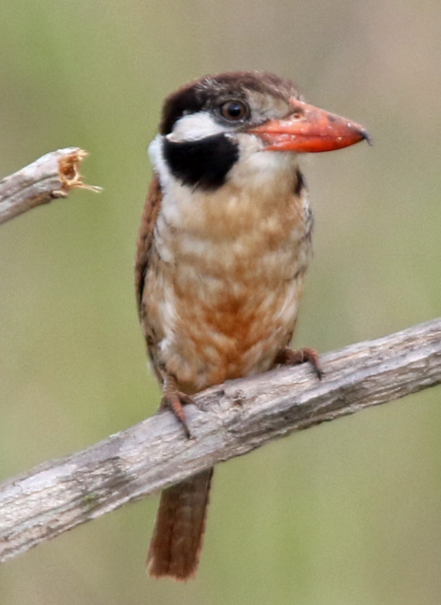 White-eared Puffbird - ML203701951