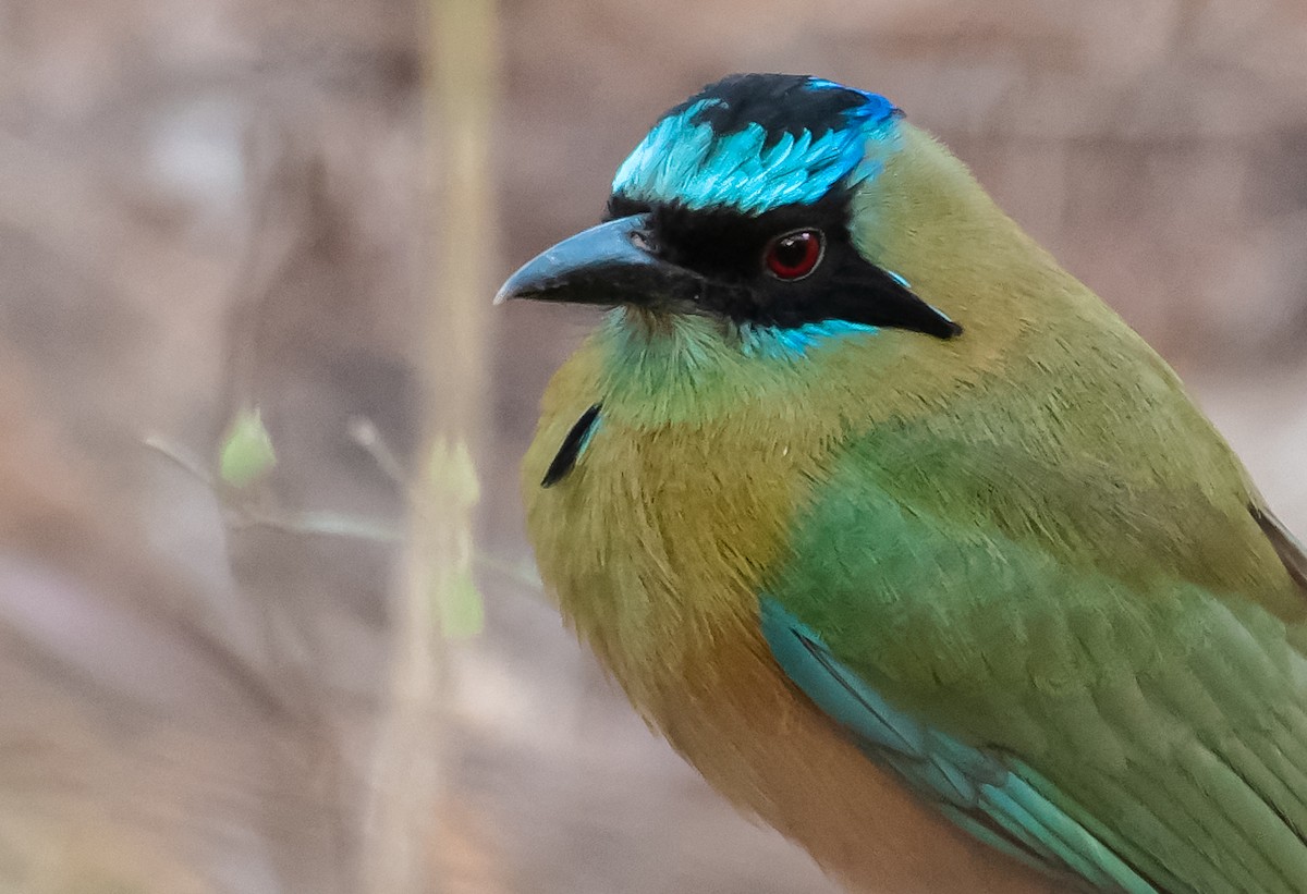 karamellmotmot - ML203702001