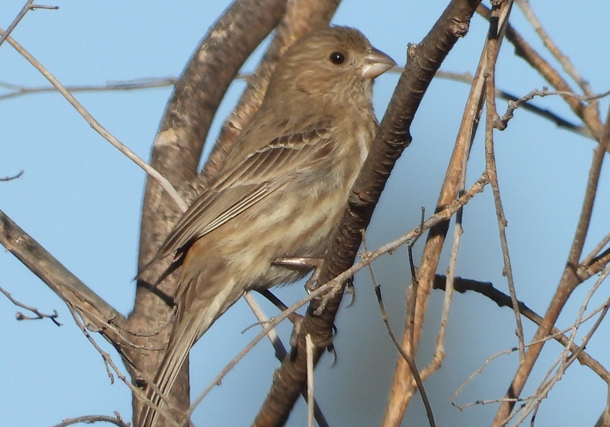 House Finch - ML203702441